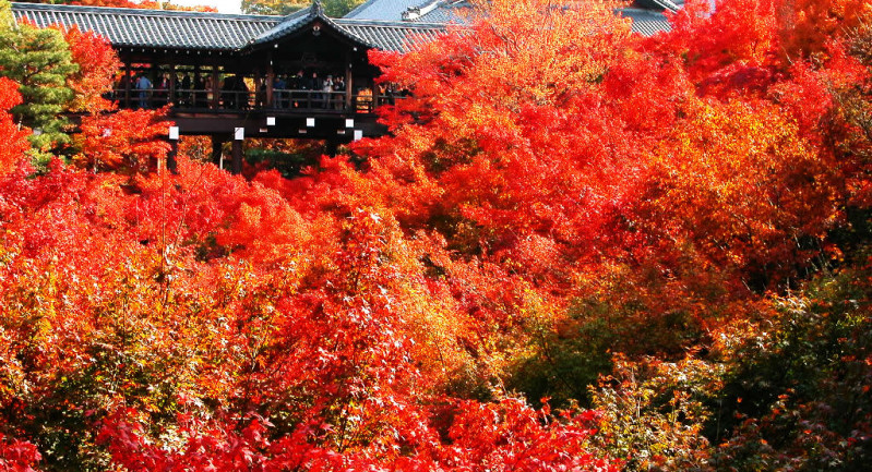 Mùa lá đỏ ở Nhật Bản thu hút được nhiều khách du lịch mỗi năm