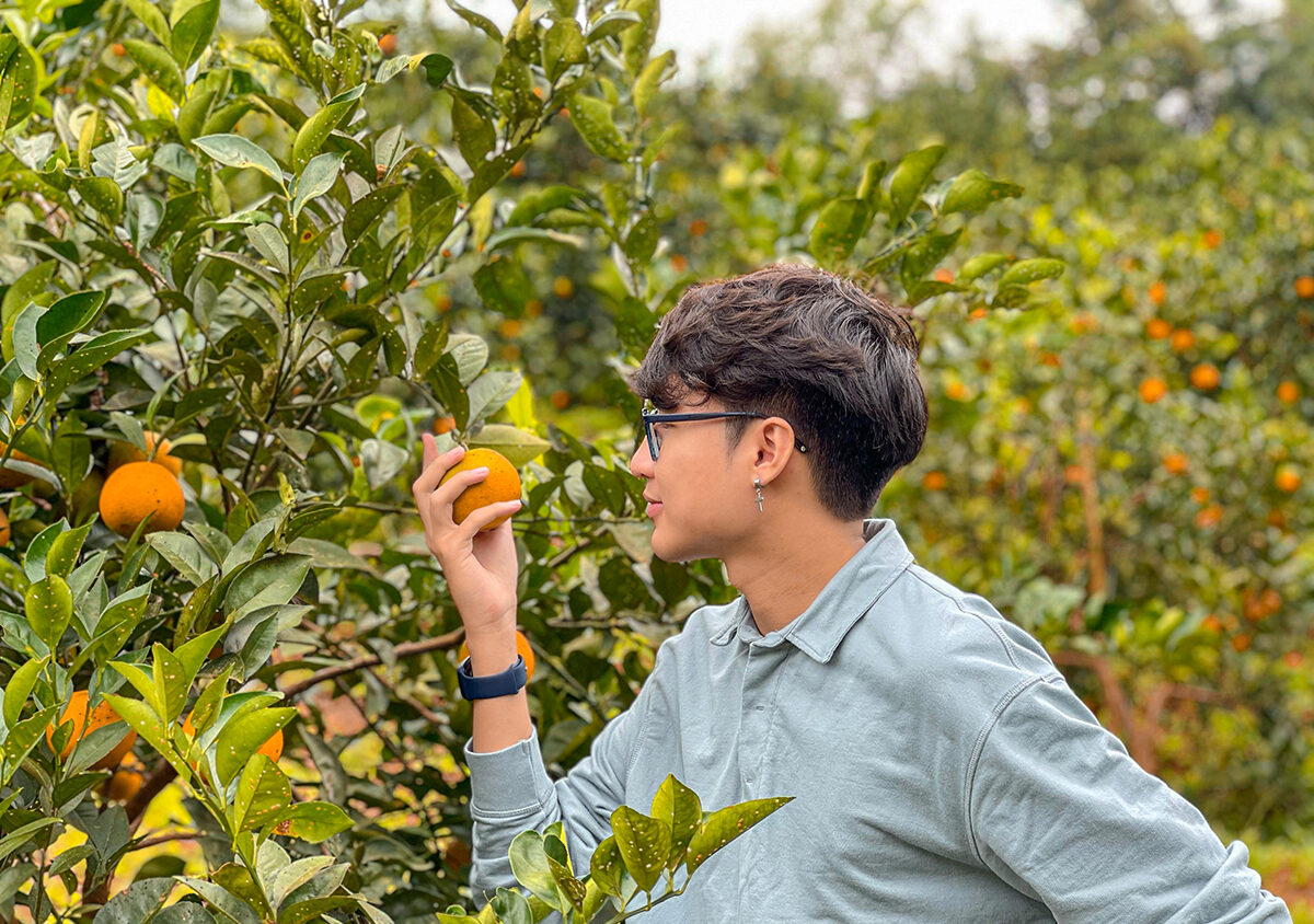 Cây cam bắt đầu cho thu hoạch cuối tháng 10 và tùy thời điểm ra hoa, mùa thu hoạch cam Cao Phong có thể kéo dài đến tháng 4 năm sau.